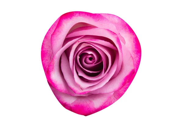 粉红玫瑰 白色背景隔离 — 图库照片