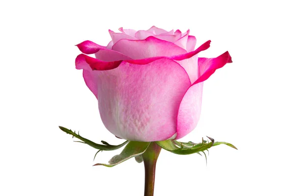 Rosa Rose Isoliert Auf Weißem Hintergrund — Stockfoto