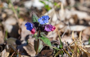 İlkbaharda ormanda bahar çiçekleri