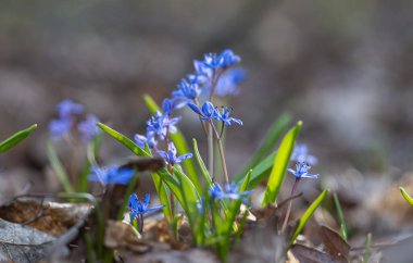 İlkbaharda ormanda bahar çiçekleri