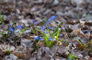 İlkbaharda ormanda bahar çiçekleri