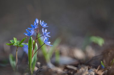 İlkbaharda ormanda bahar çiçekleri
