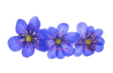 Beyaz arka plan üzerinde izole mantarı nobilis