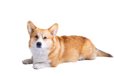 Beyaz arka plan üzerinde izole Galce corgi pembroke