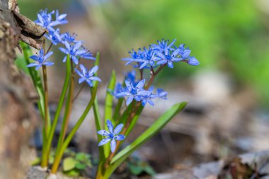 Scilla çiçeği - ormandaki ilk bahar çiçeği