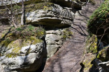 Ormandaki eski kayalar yosunla kaplı.