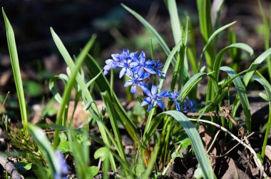 Scilla çiçeği - ormandaki ilk bahar çiçeği
