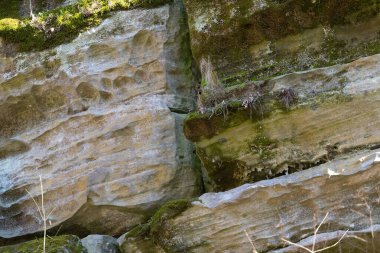 Ormandaki eski kayalar yosunla kaplı.