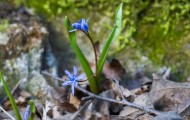Scilla çiçeği - ormandaki ilk bahar çiçeği