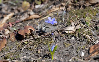 Hepatica Nobilis - ormandaki ilk bahar çiçeği