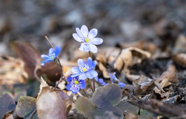 Hepatica Nobilis - ormandaki ilk bahar çiçeği