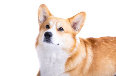Beyaz arka plan üzerinde izole Galce corgi pembroke