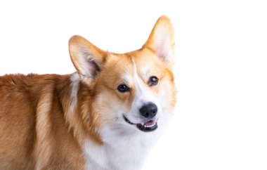 Beyaz arka plan üzerinde izole Galce corgi pembroke