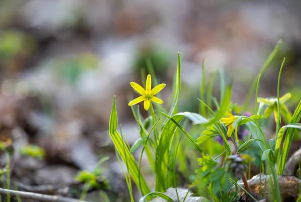 Spring Primroses Forest Spring — Stock Photo, Image