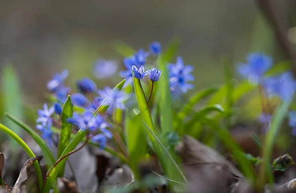 Primaveras Primavera Floresta Primavera — Fotografia de Stock