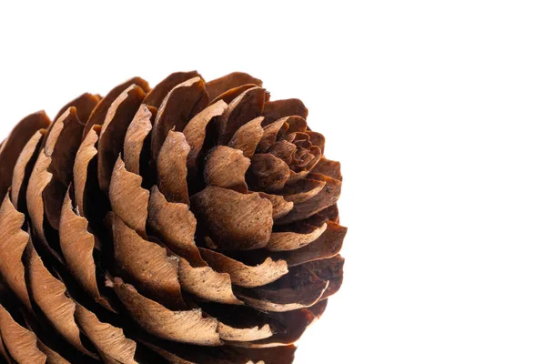 Fir Cone Isolated White Background — Stock Photo, Image