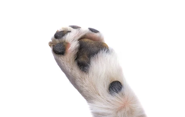 白い背景に隔離された犬の足 — ストック写真