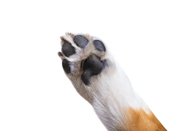 Dog Paw Isolated White Background — Stock Photo, Image