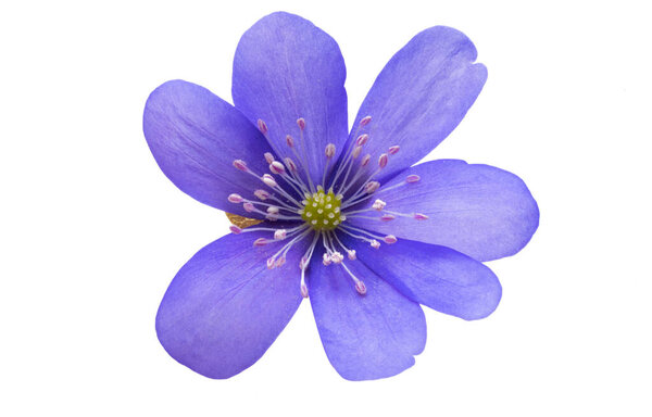 Печень благородная изолирована на белом фоне
