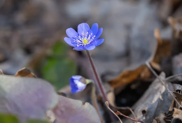 Hepatica Nobilis First Spring Flower Growing Forest — Stock Photo, Image