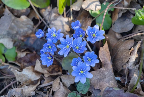 Hepatica Nobilis Pierwszy Wiosenny Kwiat Rosnący Lesie — Zdjęcie stockowe