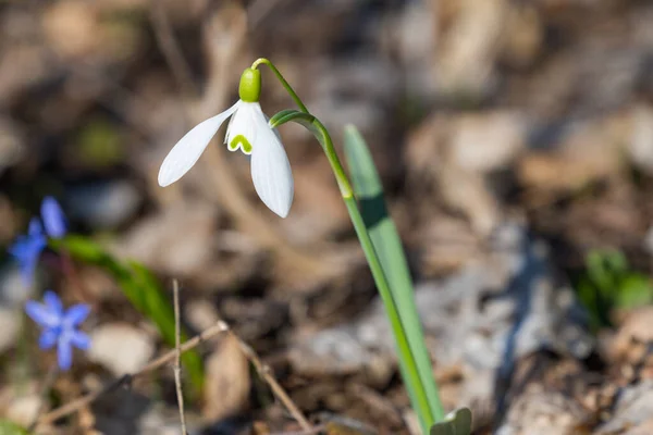 Snowdrop First Spring Flower Forest — Stock Photo, Image