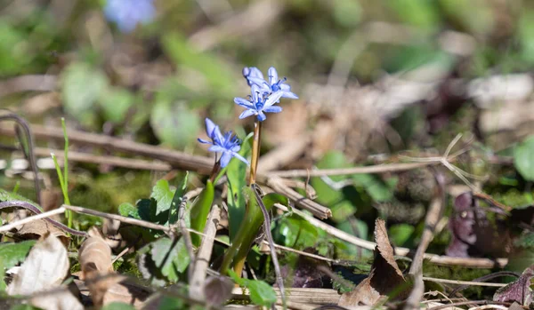 Scilla Flower First Spring Flower Forest — Stock Photo, Image