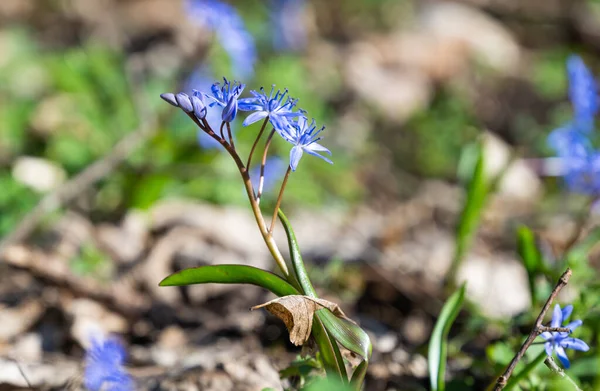 Scilla Flower First Spring Flower Forest — Stock Photo, Image