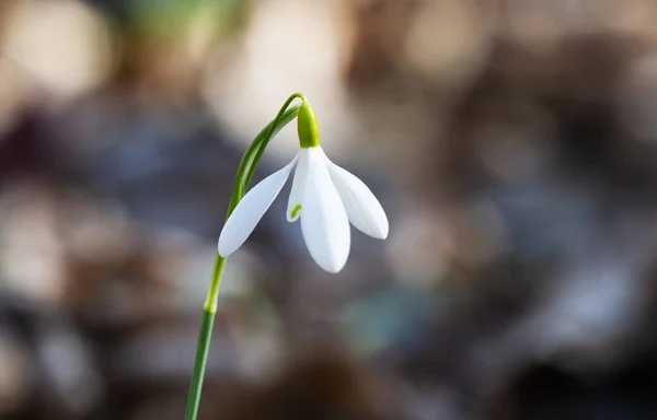 Sněžení První Jarní Květina Lese — Stock fotografie