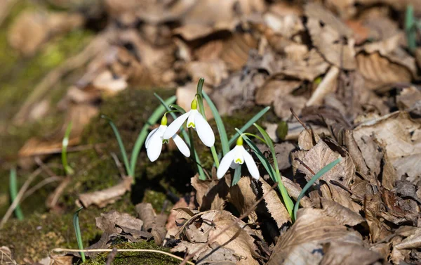 Gota Neve Primeira Flor Primavera Floresta — Fotografia de Stock