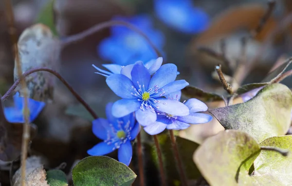 Hepatica Nobilis Πρώτο Ανοιξιάτικο Λουλούδι Στο Δάσος — Φωτογραφία Αρχείου