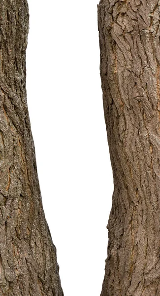 Крупный План Дерева Белом Фоне — стоковое фото
