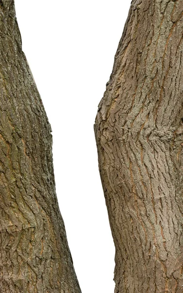Tree Closeup Isolated White Background — Stock Photo, Image