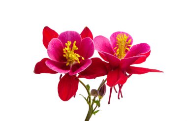 Beyaz arkaplanda kırmızı aquilegia izole edilmiş
