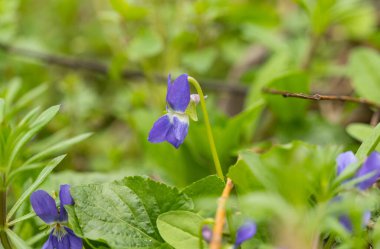 İlkbaharda bir çayırda büyüyen güzel menekşeler