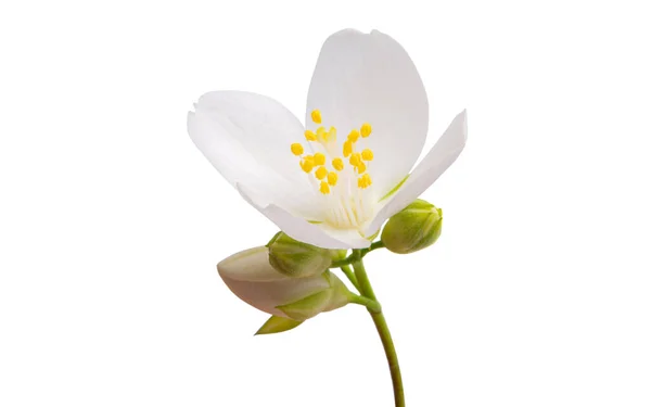 Fleur Jasmin Isolée Sur Fond Blanc — Photo