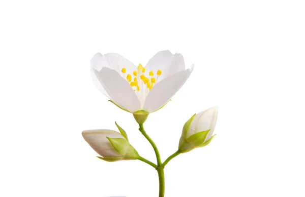 Λουλούδι Γιασεμί Απομονωμένο Λευκό Φόντο — Φωτογραφία Αρχείου
