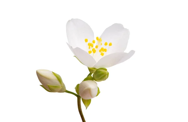 Kwiat Jaśminu Izolowany Białym Tle — Zdjęcie stockowe