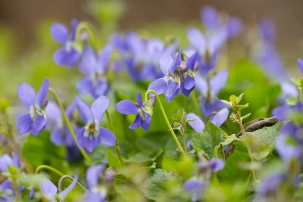 Belles Violettes Poussant Dans Une Prairie Printemps — Photo