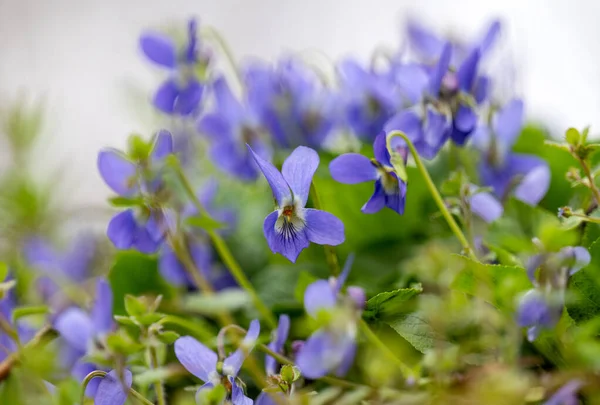 Hermosas Violetas Que Crecen Prado Primavera — Foto de Stock