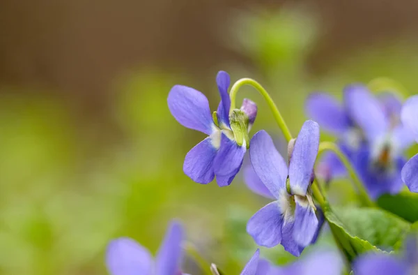 美丽的紫罗兰生长在草地上 — 图库照片