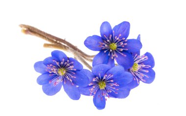 Beyaz arka plan üzerinde izole mantarı nobilis