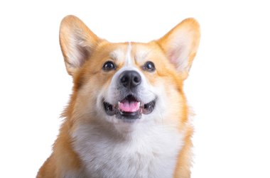 Beyaz arka plan üzerinde izole Galce corgi pembroke