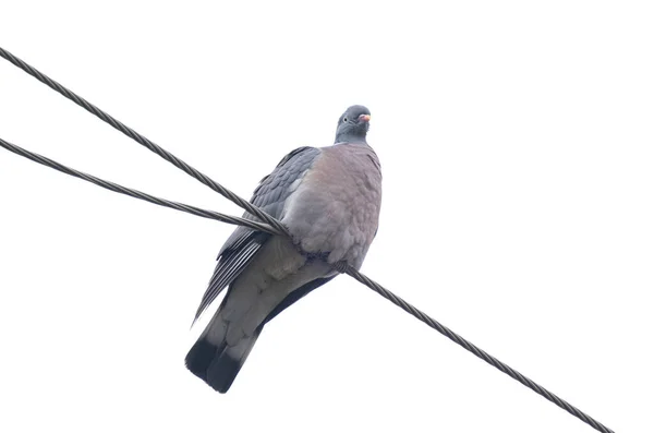 Pigeon Colombe Isolé Sur Fond Blanc — Photo