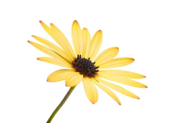 Osteosperumum Flower Daisy Bílé Pozadí Uzavření Makra — Stock fotografie