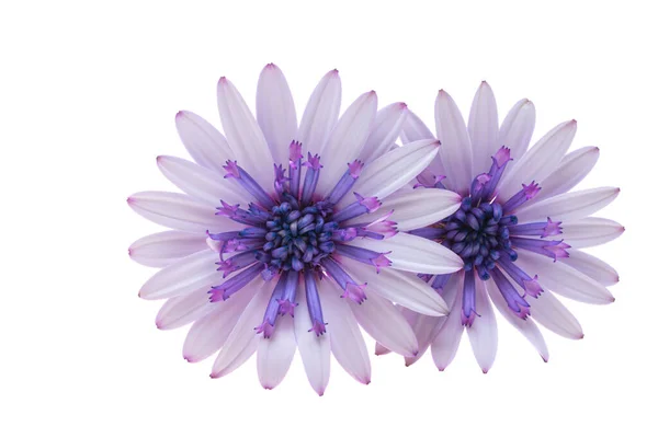 Osteosperumum Kwiat Daisy Białe Tło Makro Zbliżenie — Zdjęcie stockowe