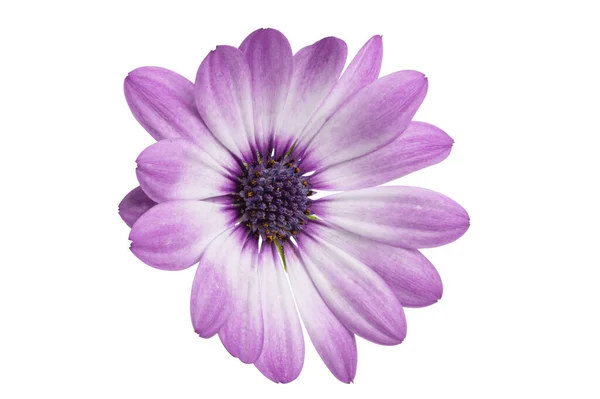 Osteosperumum Blomma Daisy Vit Bakgrund Makro Närbild — Stockfoto