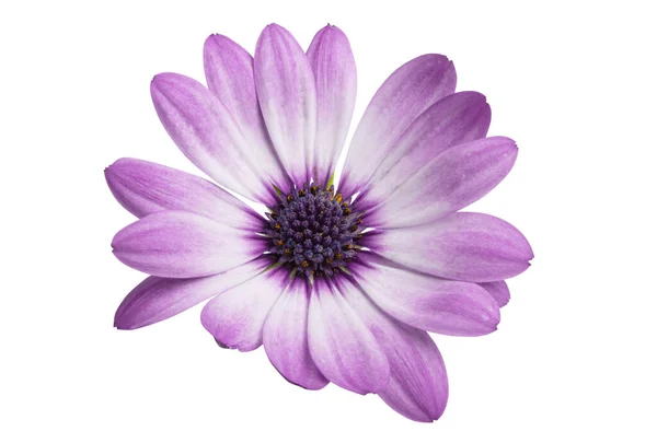 Osteosperumum Blume Daisy White Hintergrund Makro Nahaufnahme — Stockfoto