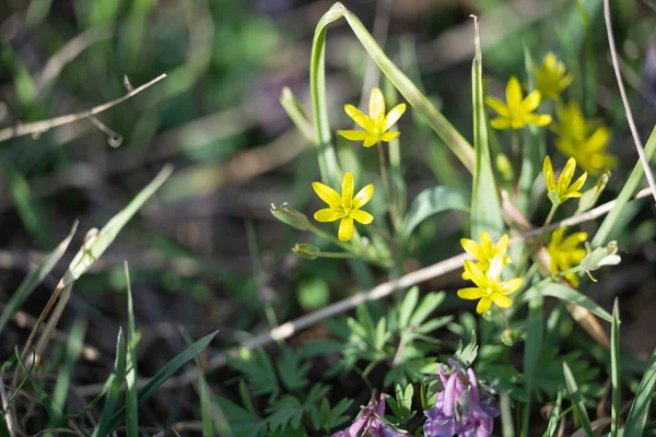 Spring Primroses Forest Spring — Stock Photo, Image