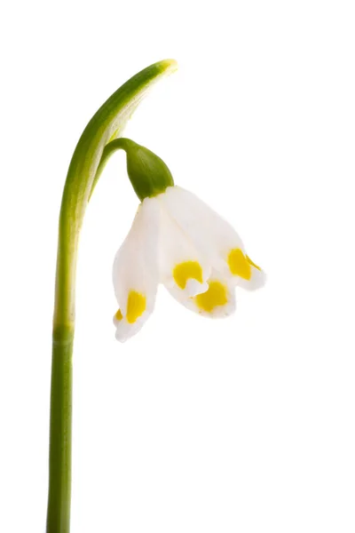 Whiteflower Snowdrop Isolated White Background — Stock Photo, Image